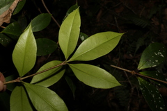 Alyxia ruscifolia