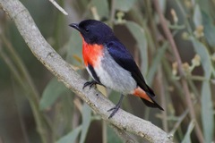 Mistletoebird photo 4