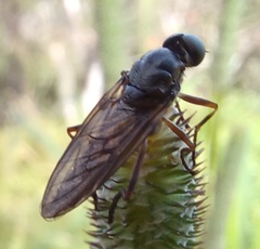 Chiromyzinae
