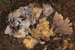 Mycogone calospora