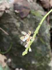 Vandeae