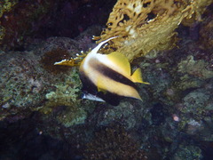 Heniochus intermedius