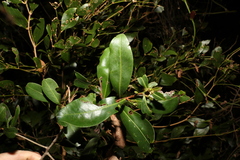 Myrsine variabilis