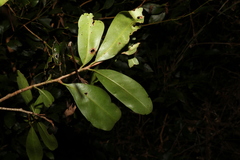 Myrsine variabilis