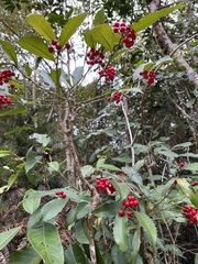 Ardisia cornudentata