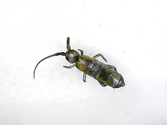 Collembola