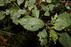 Clerodendrum floribundum