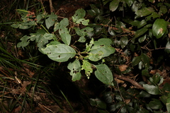 Clerodendrum floribundum