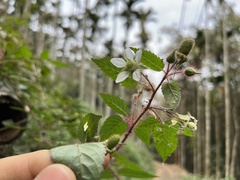 Rubus sumatranus