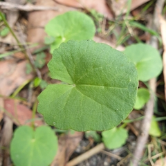 Centella cordifolia