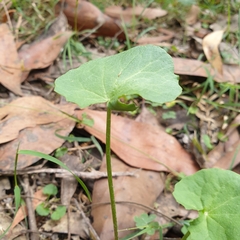 Centella cordifolia