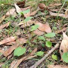 Centella cordifolia