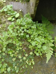 Pilea peploides major