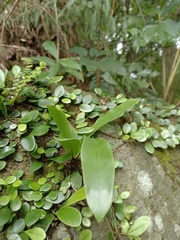 Asplenium antiquum