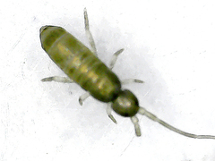 Collembola