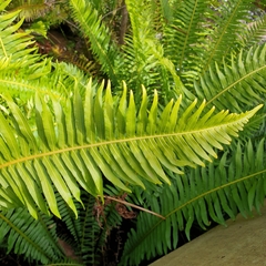 Blechnum nudum