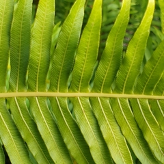 Blechnum nudum