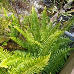 Blechnum nudum