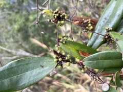 Smilax lanceifolia