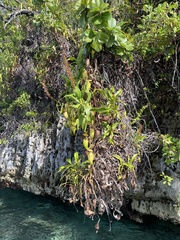 Nepenthes treubiana