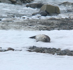 Leptonychotes weddellii