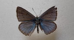Polyommatus daphnis