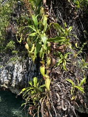 Nepenthes treubiana
