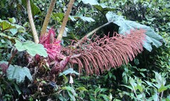 Gunnera insignis