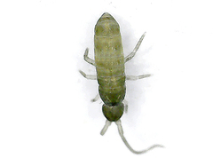 Collembola