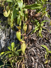 Nepenthes treubiana