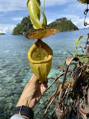 Nepenthes treubiana