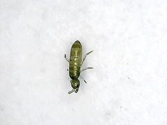 Collembola