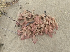 Thuretia quercifolia