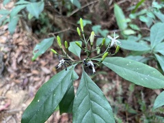 Tarenna gracilipes
