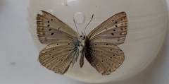 Polyommatus daphnis