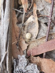 Cryptachaea gigantipes
