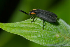 Lucidota atra