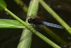 Crocothemis nigrifrons