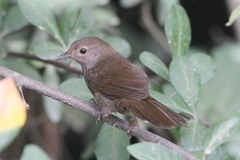 Bradypterus sylvaticus