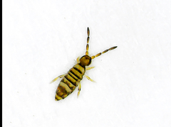Collembola