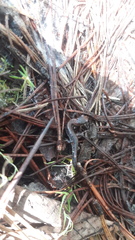 Pseudoeurycea leprosa