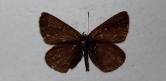 Eumedonia eumedon