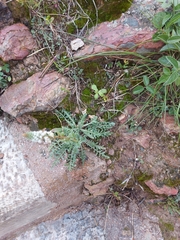 Reseda alba