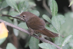 Bradypterus sylvaticus