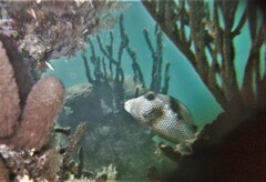 Lactophrys bicaudalis