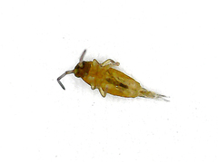 Collembola