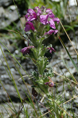 Pedicularis gyroflexa