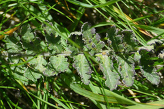 Pedicularis gyroflexa