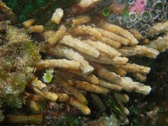 Isaurus tuberculatus