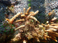 Isaurus tuberculatus